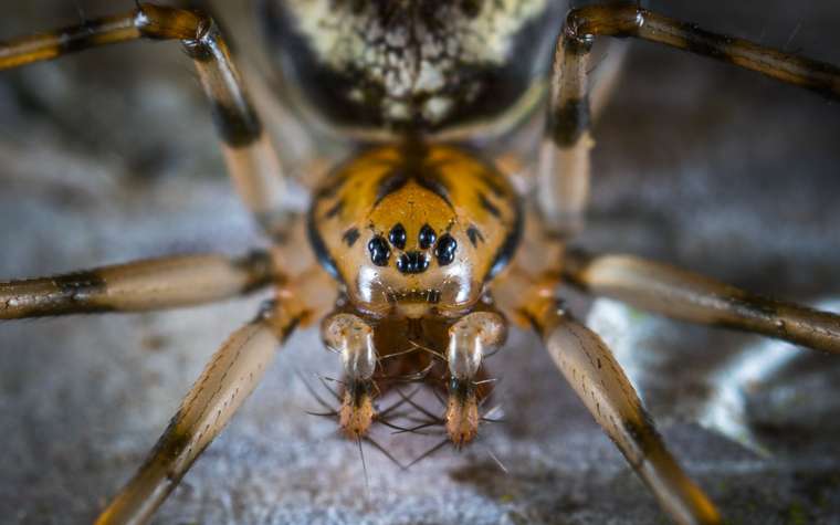 Macrofotografía de una araña mostrando sus ojos y patas