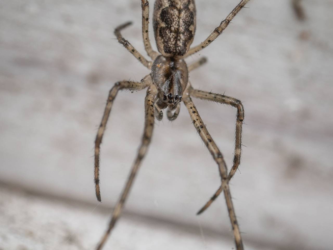 Araña de patas largas y cuerpo café sobre una pared clara