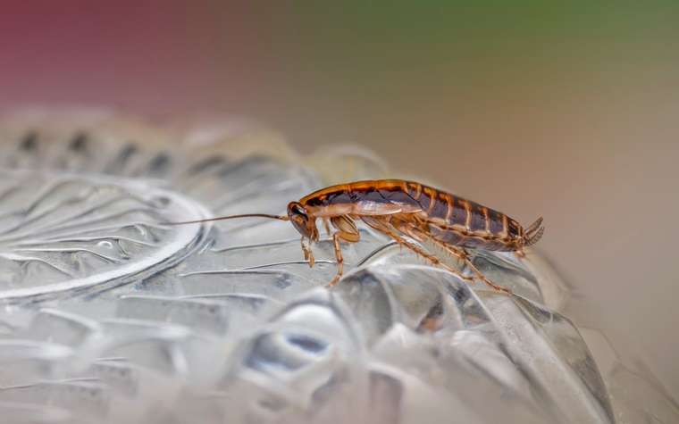 Cucaracha café caminando sobre una superficie de vidrio