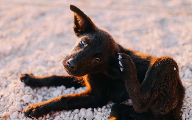 Cachorro negro rascándose la oreja sobre el suelo
