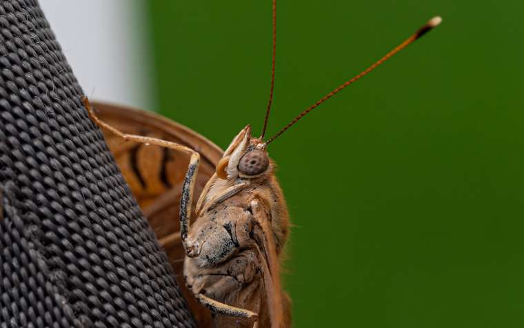 Polilla café posada sobre una tela oscura