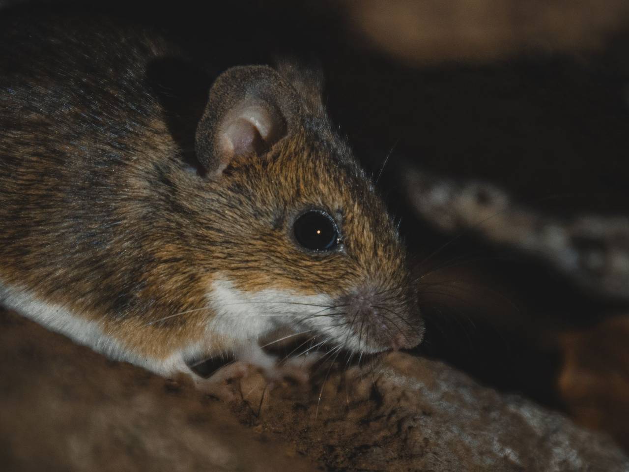 Ratón café asomándose entre maderas en un lugar oscuro